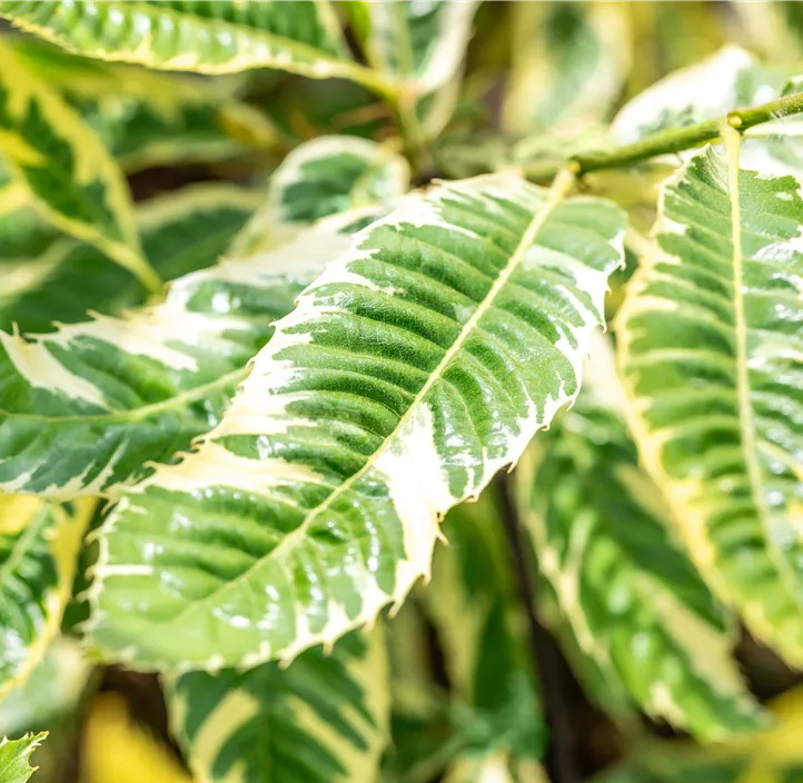 Esskastanie 'Variegata'