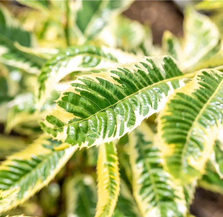 Esskastanie 'Variegata'