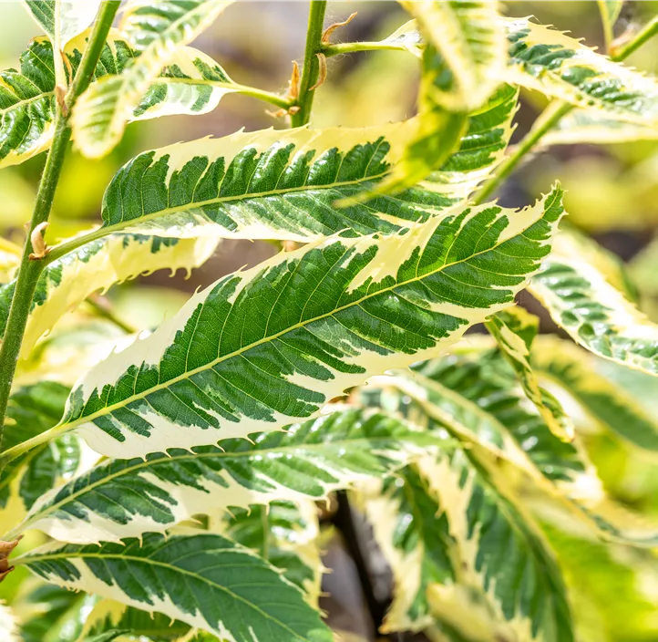 Esskastanie 'Variegata'