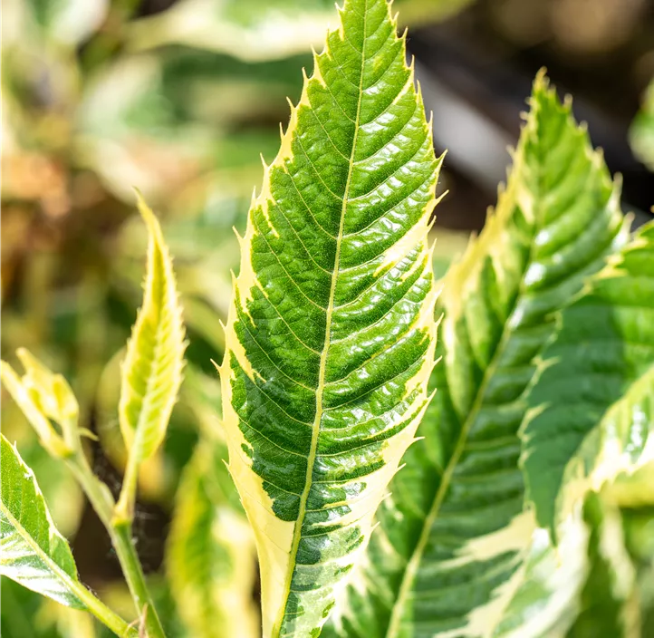Esskastanie 'Variegata'