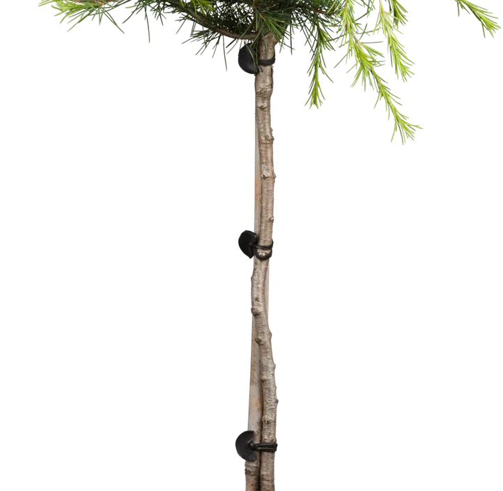 Himalaya-Zeder 'Golden Horizon' Himalaya-Zeder 'Golden Horizon'