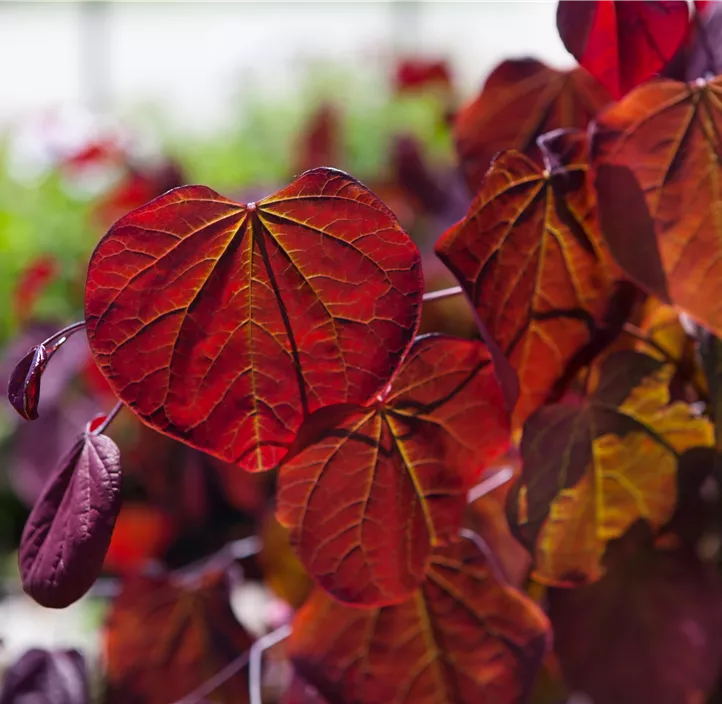 Judasbaum 'Forest Pansy'