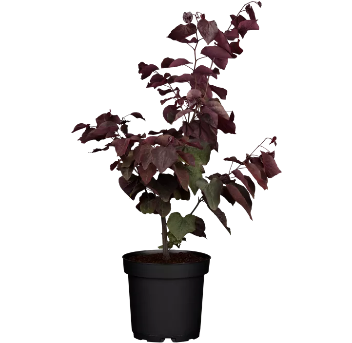 Judasbaum 'Forest Pansy'