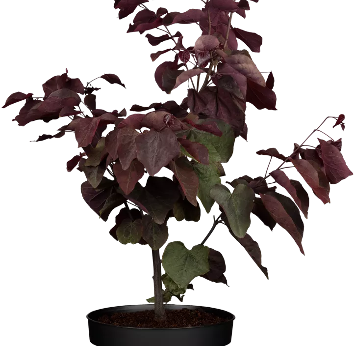 Judasbaum 'Forest Pansy'