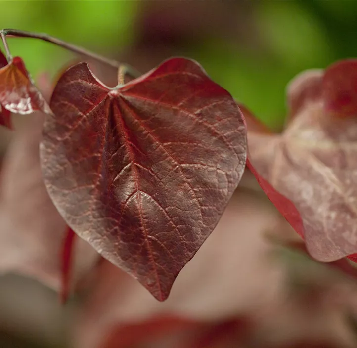 Judasbaum 'Forest Pansy'