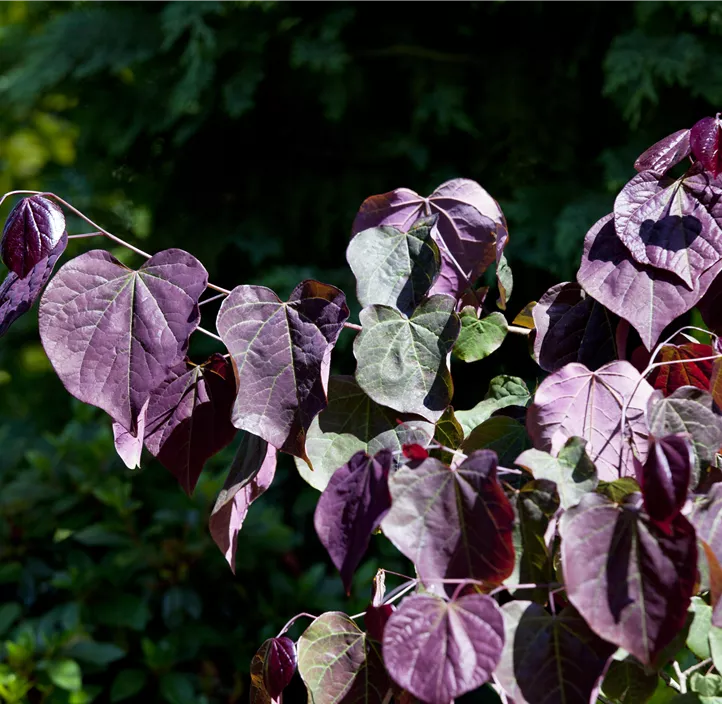 Judasbaum 'Forest Pansy'