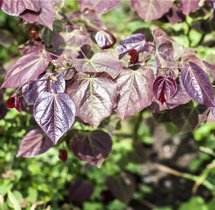 Judasbaum 'Forest Pansy'