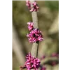 bellaflora Gartencenter GmbH