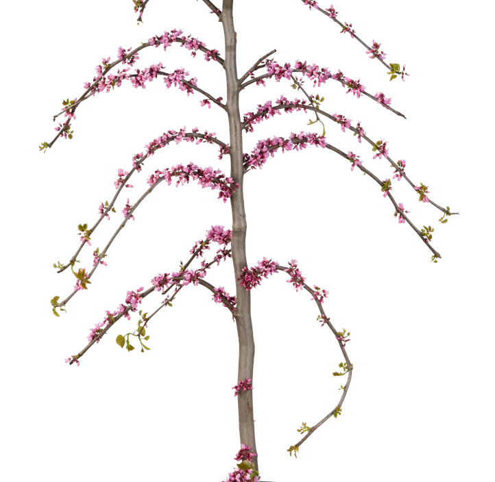 Judasbaum 'Traveller' Judasbaum 'Traveller'