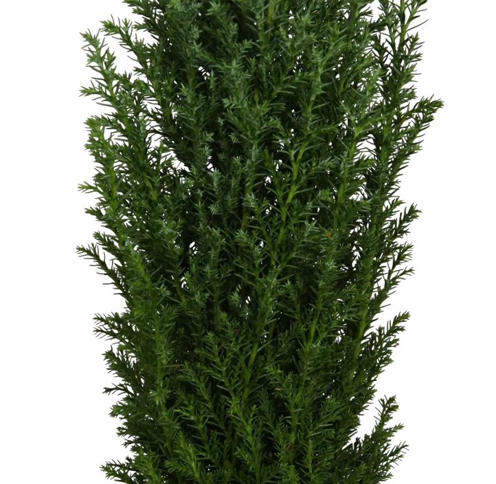 Kegelzypresse 'Ellwoodii'