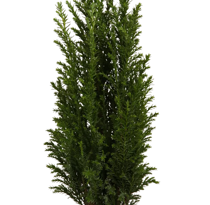 Kegelzypresse 'Ellwoodii'