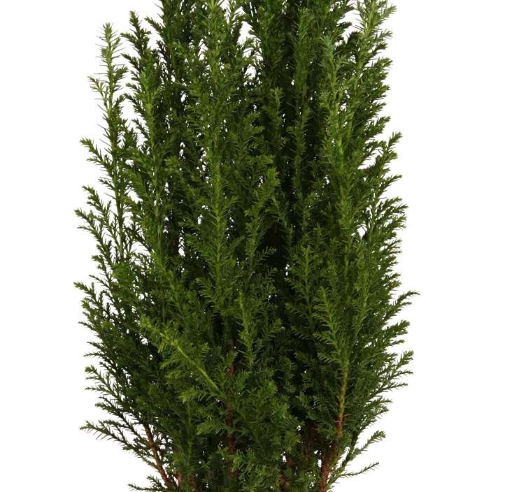 Kegelzypresse 'Ellwoodii'