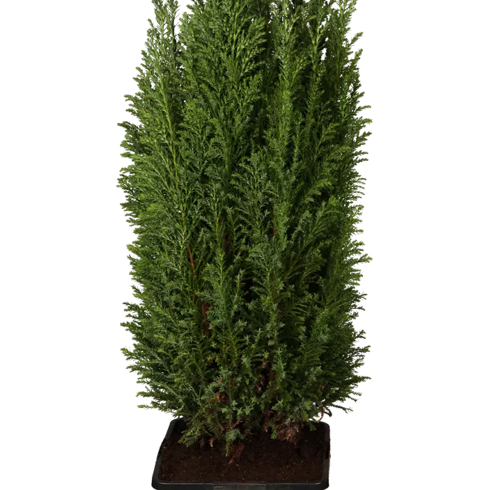Kegelzypresse 'Ellwoodii'