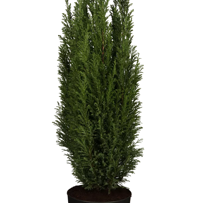 Kegelzypresse 'Ellwoodii'