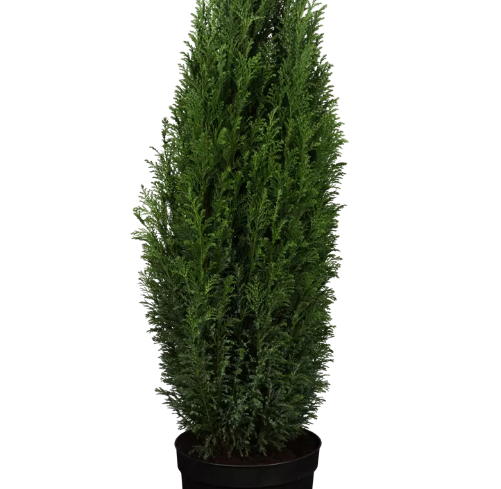 Kegelzypresse 'Ellwoodii'