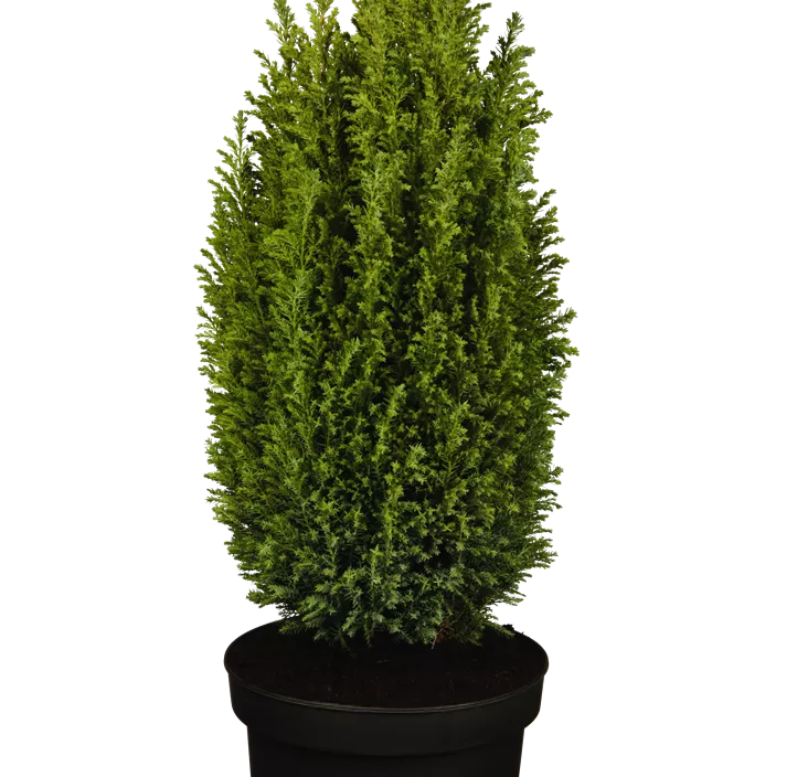 Kegelzypresse 'Ellwoodii'