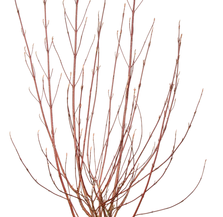 Hartriegel 'Miracle' Hartriegel 'Miracle'