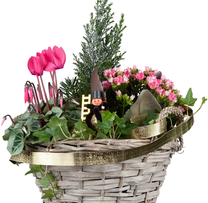 Kegelzypresse 'Ellwoodii'