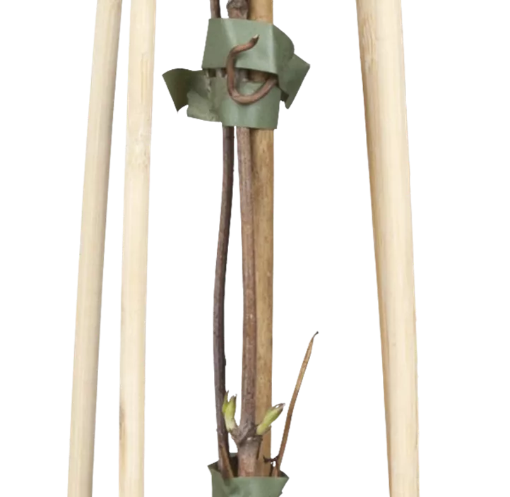 Berg-Waldrebe 'Mayleen'