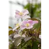 bellaflora Gartencenter GmbH