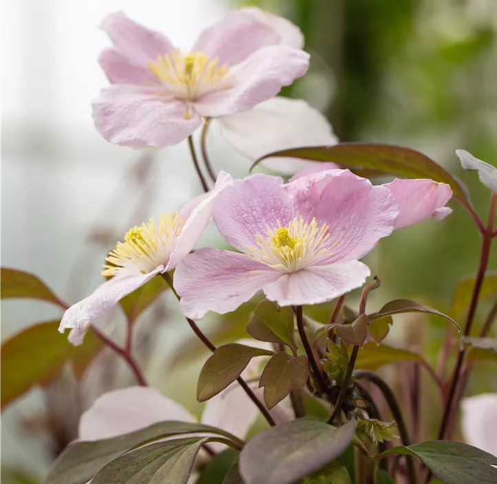 Berg-Waldrebe 'Mayleen'