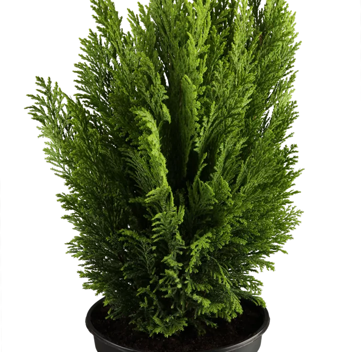 Kegelzypresse 'Ellwood's Empire'