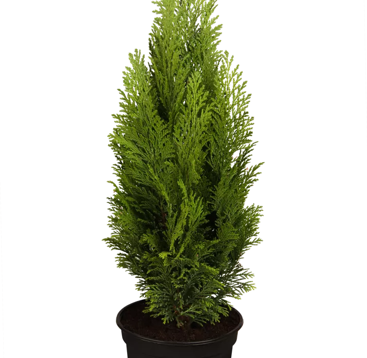 Kegelzypresse 'Ellwood's Empire'