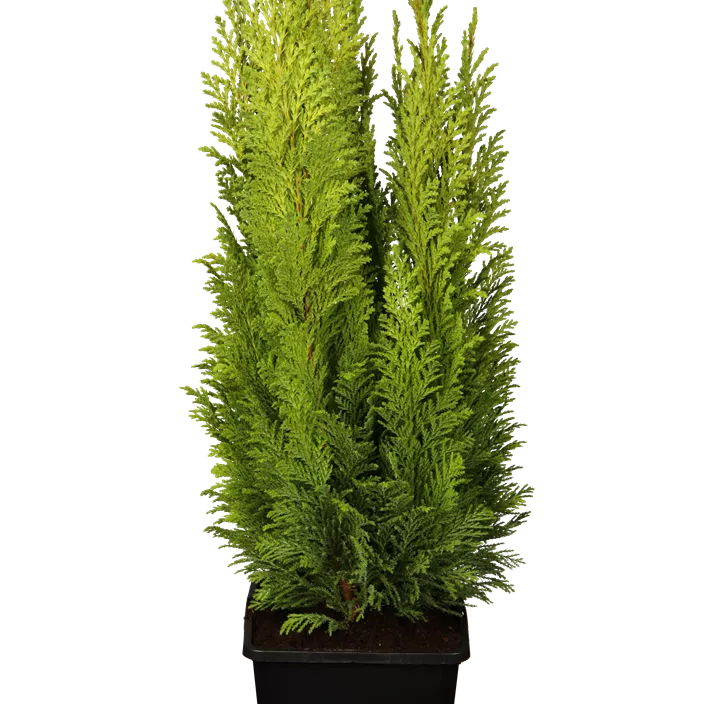 Kegelzypresse 'Ellwood's Empire'