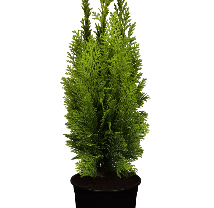 Kegelzypresse 'Ellwood's Empire'