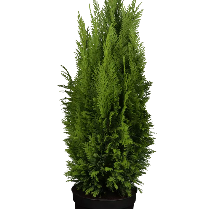 Kegelzypresse 'Ellwood's Empire'