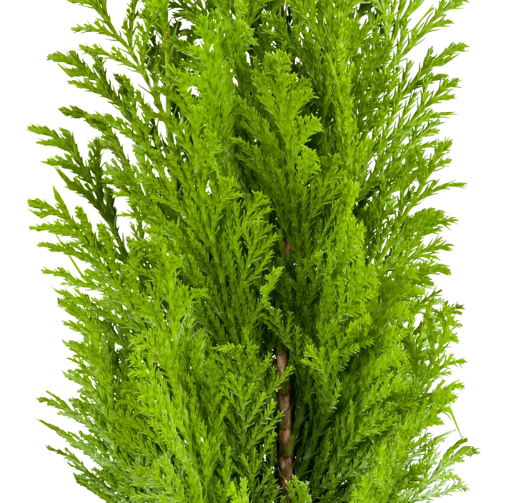 Kegelzypresse 'Ellwood's Empire'