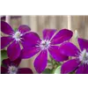 bellaflora Gartencenter GmbH