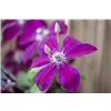 bellaflora Gartencenter GmbH
