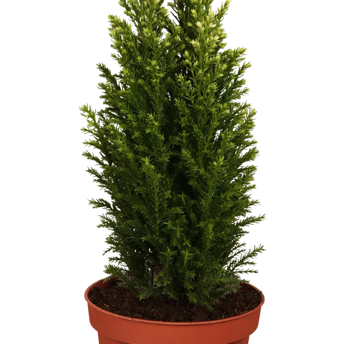 Gartenzypresse 'Snow White'®