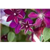 bellaflora Gartencenter GmbH