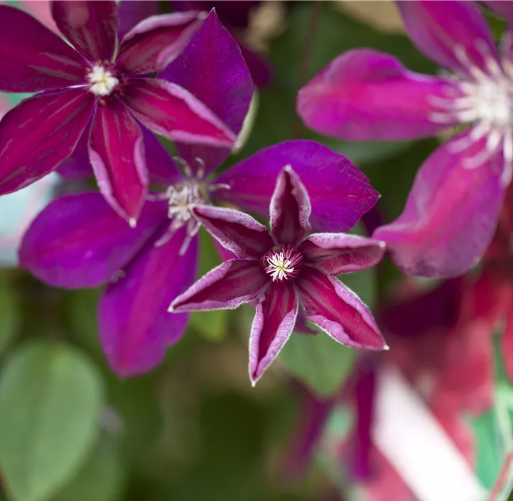 Waldrebe 'Westerplatte'