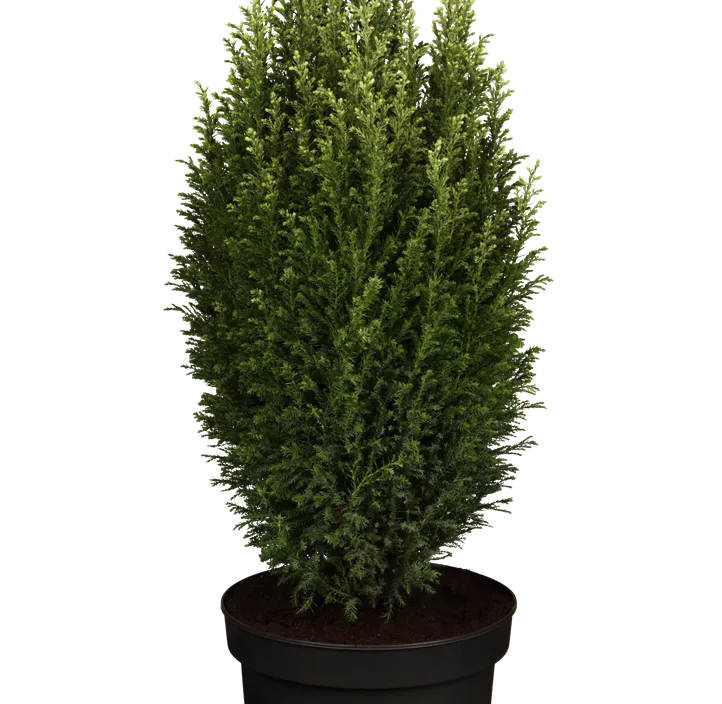Gartenzypresse 'Snow White'®