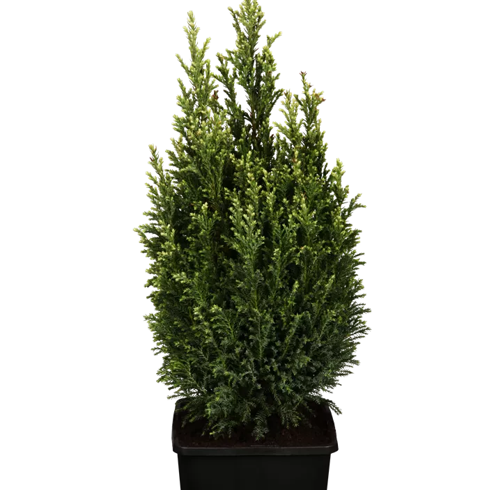 Gartenzypresse 'Snow White'®