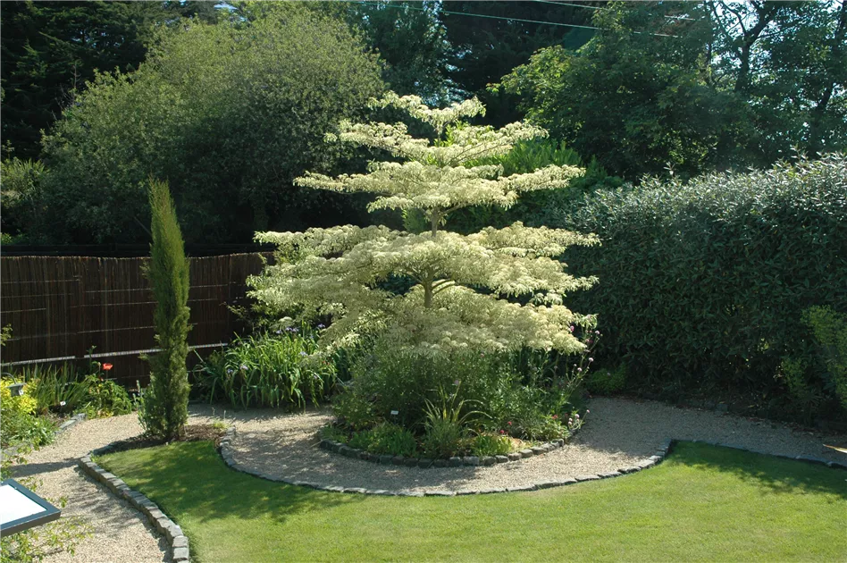 juniperus variegata Variegated Hollywood Juniper Tree