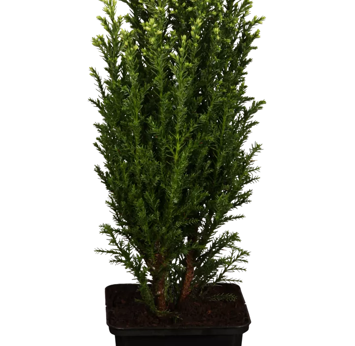 Gartenzypresse 'Snow White'®