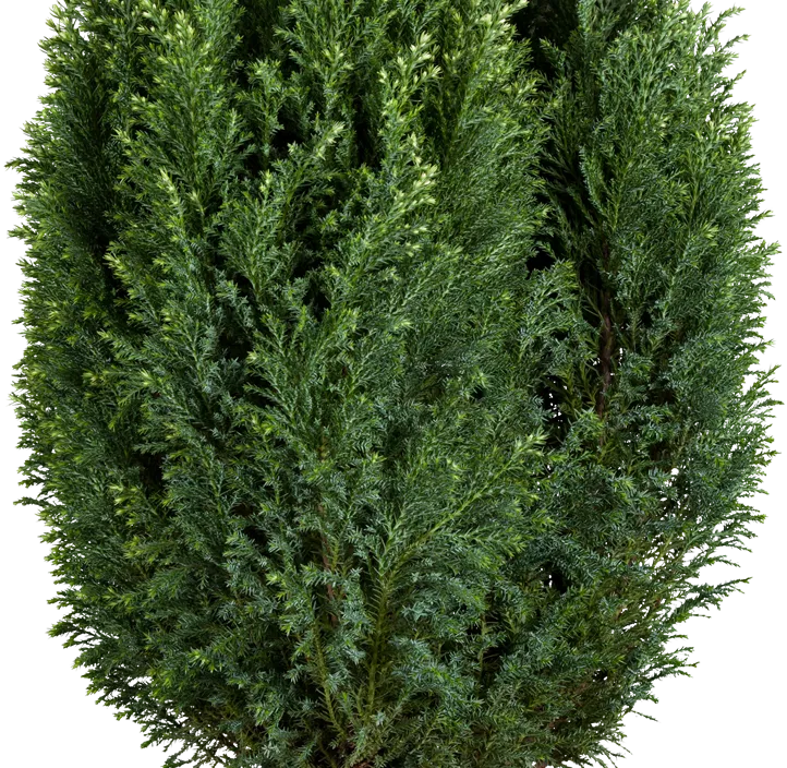 Gartenzypresse 'Snow White'®