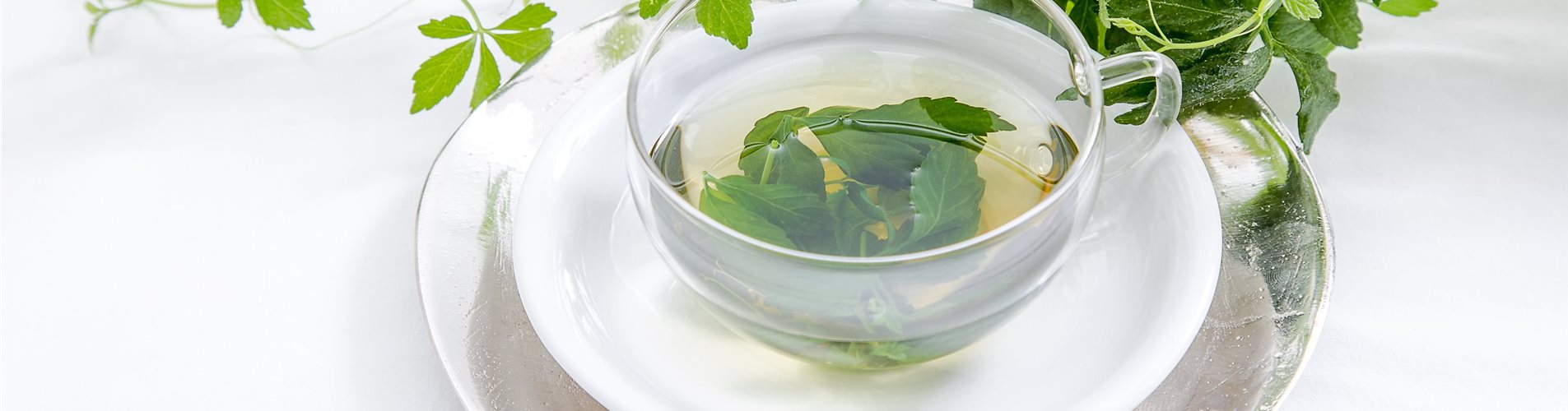 Kraut der Unsterblichkeit Tee in einer Tasse Kraut der Unsterblichkeit Tee in einer Tasse