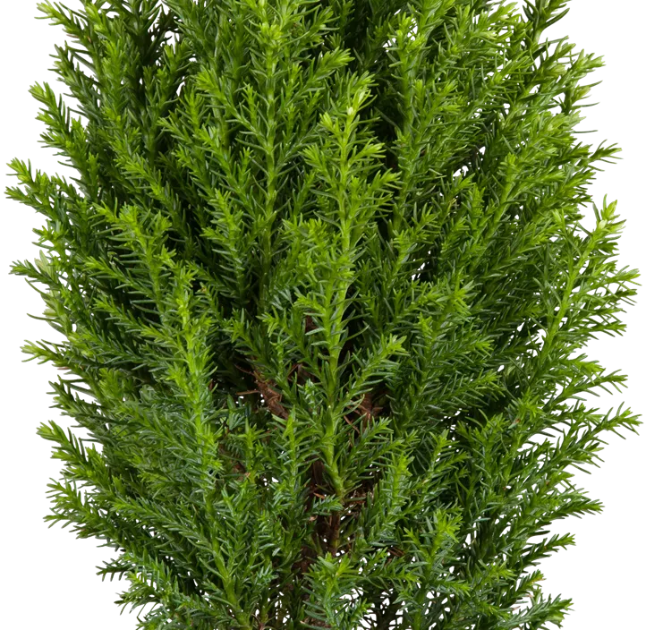 Gartenzypresse 'Snow White'®