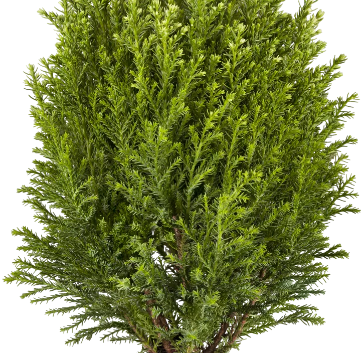 Gartenzypresse 'Snow White'®