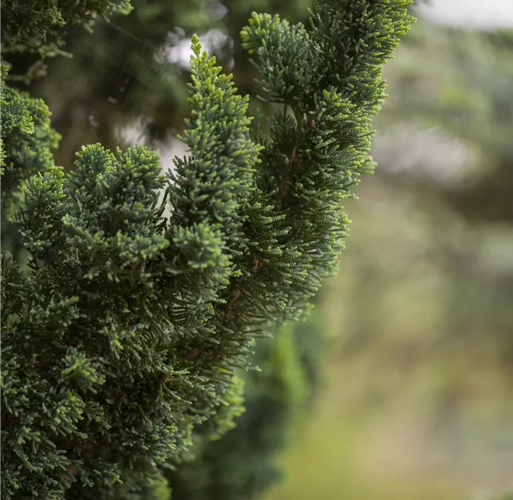 Gartenzypresse 'Wissel's Saguaro'