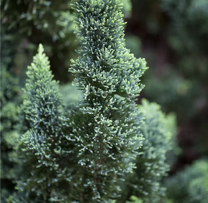 Gartenzypresse 'Wissel's Saguaro'