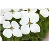 bellaflora Gartencenter GmbH