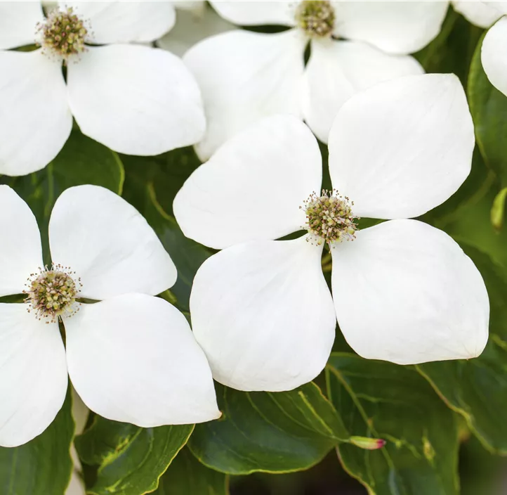 Amerikanischer Blumen-Hartriegel 'Eddie´s White Wonder'