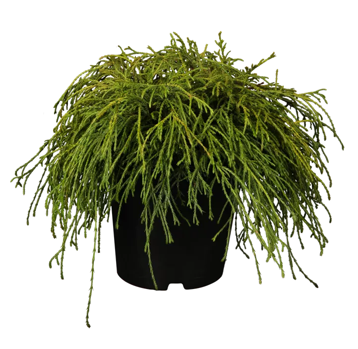 Grüne Fadenzypresse 'Filifera Nana' Grüne Fadenzypresse 'Filifera Nana'