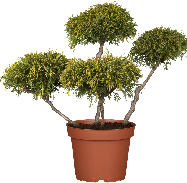 Grüne Fadenzypresse 'Filifera Nana' Grüne Fadenzypresse 'Filifera Nana'